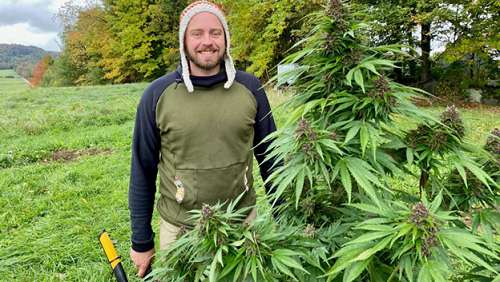 Vermont Cannabis News - Seed to Smoke: Cannabis Harvest Season