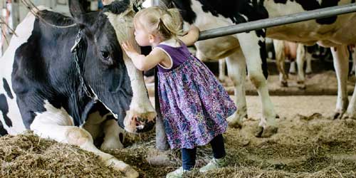 Child and Cow - Liberty Hill Farm Inn - Rochester, VT