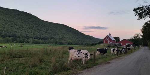 Field and Cows - Liberty Hill Farm Inn - Rochester, VT