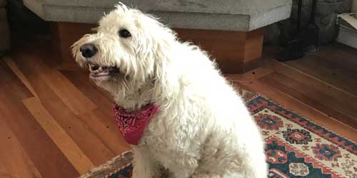 Holiday Dog - Stoweflake Mountain Resort & Spa - Stowe, VT