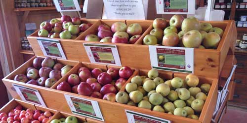 PYO Apples - The Landmark Trust USA - Dummerston, VT