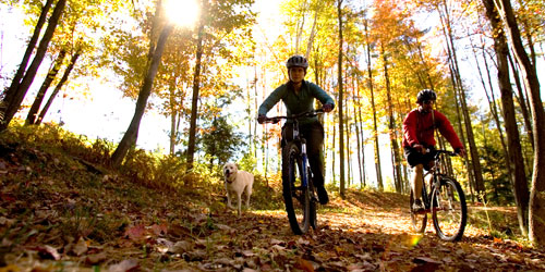 Trail Foliage - Kingdom Trails - East Burke, Vermont