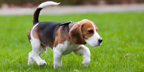 Beagle - The Pointe Hotel at Castle Hill Resort - Proctorsville, VT