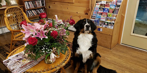 Valentine's Dog - Sterlilng Ridge Resort - Jeffersonville, VT