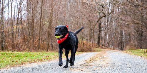Black Lab - Landmark Trust USA - Dummerston, VT - Photo Credit Chadwick Estey