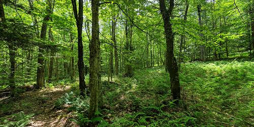 Groton State Forest and Kettle Pond Trails - Groton, VT