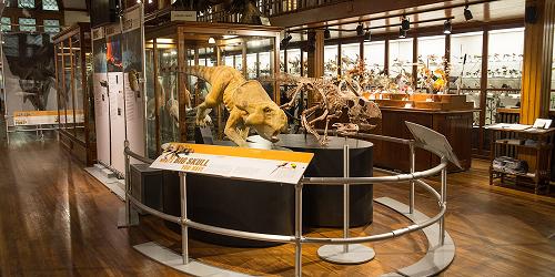 Fairbanks Museum & Planetarium - Northeast Kingdom VT Travel and Tourism Association - Get NEKed