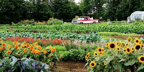 Farm Flowers and Vegetables - Vermont's Northeast Kingdom