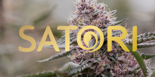 Logo & Purple Buds - Satori Premium Cannabis - Middlebury, VT