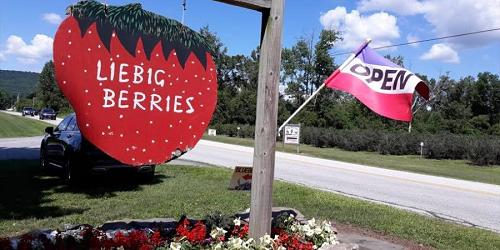 Liebig Berries - West Pawlet, VT