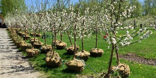 Tree Planting Season - Shelburne Orchards - Shelburne, VT
