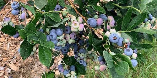 Owl's Head Blueberry Farm - Richmond, VT