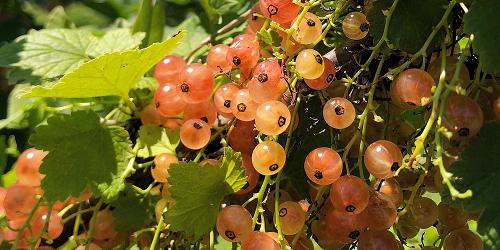 Pink Champagne Currants - Champlain Orchards - Shoreham, VT