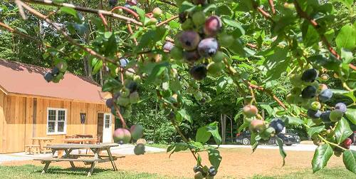 Blueberries at the Shack - Wildwood Farm - East Dorset, VT